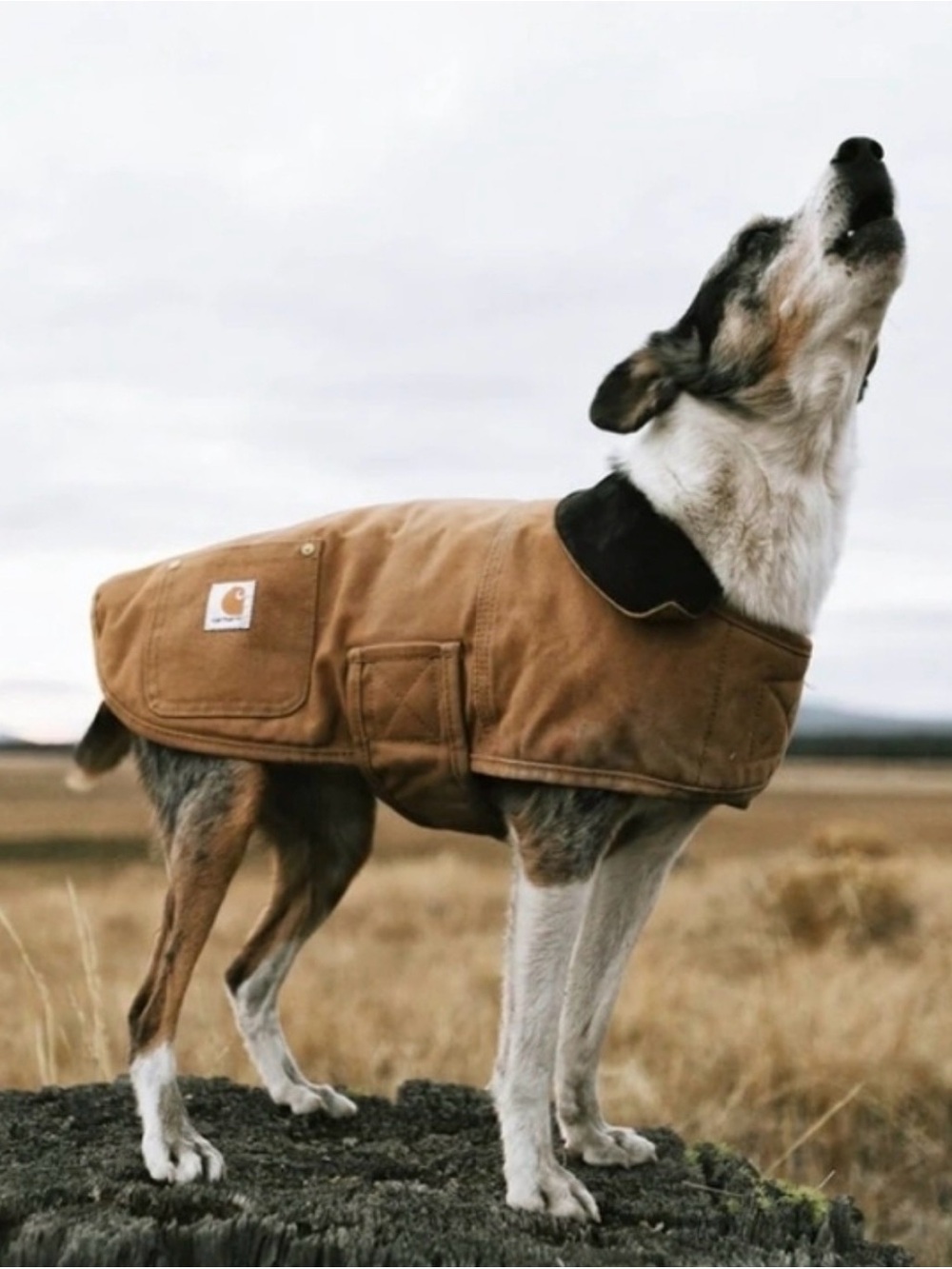 Carhartt Firm Duck Insulated Dog Chore Coat-Distressed Fade-XL